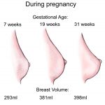 Breast Changes During Pregnancy