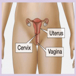 What Happens to Your Cervix When Pregnant?